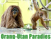 Tierpark Hellabrunn und Stadtsparkasse München stellten im Juli 2007 das neue Orang-Utan Paradies vor (Foto: Stadtsparkasse München)